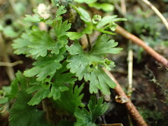 Crepidomanes minutum
