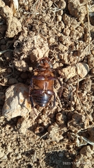 Scarabaeidae