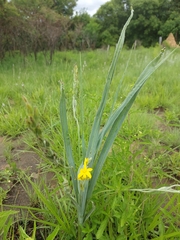 Hypoxis rigidula