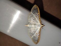 Palpita