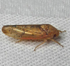 Ponana quadralaba
