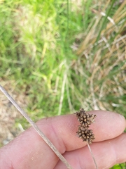 Juncus australis