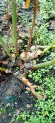 Zingiber officinale