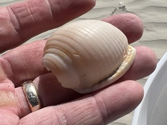 Semicassis granulata