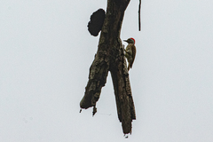 Chloropicus fuscescens