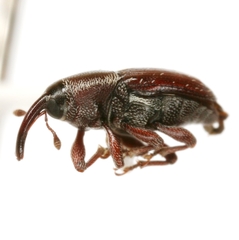 Apinocis blanditus