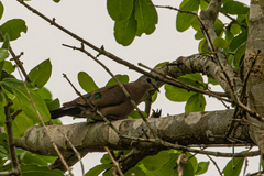 Turtur chalcospilos