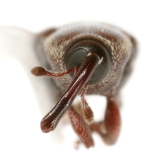 Apinocis blanditus