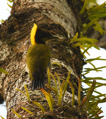 Chrysophlegma flavinucha