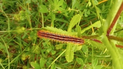 Malacosoma castrense