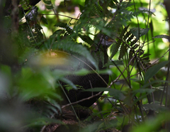 Polyplectron bicalcaratum
