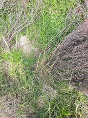 Juncus australis