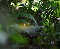 Polyplectron bicalcaratum