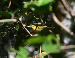 Zosterops palpebrosus