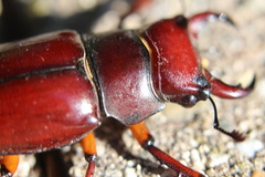 Lucanus