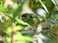 Psilopogon franklinii