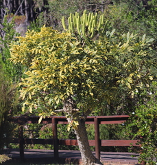 Cussonia