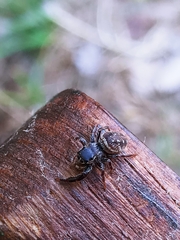 Dendryphantes