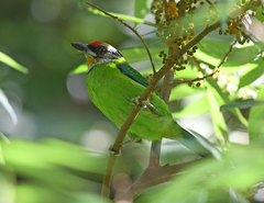 Psilopogon franklinii