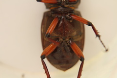 Lucanus