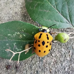 Poecilocoris druraei