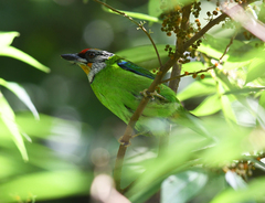 Psilopogon franklinii