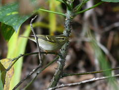 Phylloscopus intensior