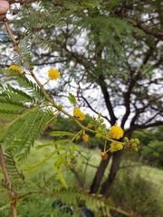 Vachellia karroo
