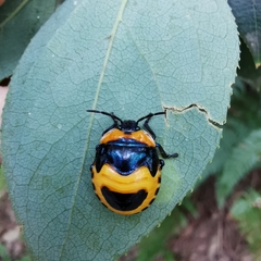 Poecilocoris druraei