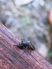 Dendryphantes