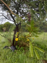 Vachellia karroo
