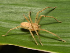 Sparassidae