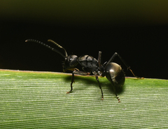 Polyrhachis