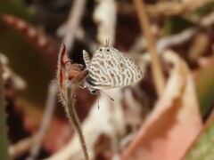 Leptotes pirithous