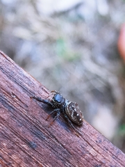 Dendryphantes