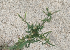 Erigeron bonariensis
