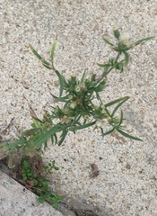 Erigeron bonariensis