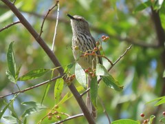 Prinia maculosa maculosa