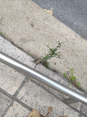 Erigeron bonariensis