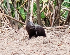 Lontra longicaudis