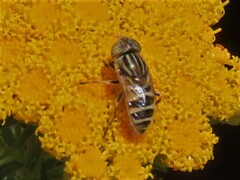 Eristalinus