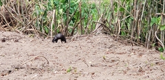 Lontra longicaudis