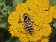 Eristalinus