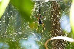 Trichonephila inaurata inaurata