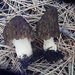 Morchella eximia - Photo (c) pinonbistro, algunos derechos reservados (CC BY-SA), subido por pinonbistro