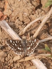 Spialia galba