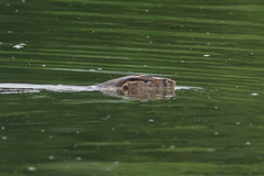 Varanus salvator bivittatus