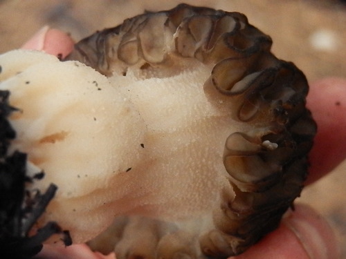Morchella eximia image
