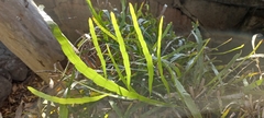 Muehlenbeckia platyclada