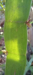 Muehlenbeckia platyclada